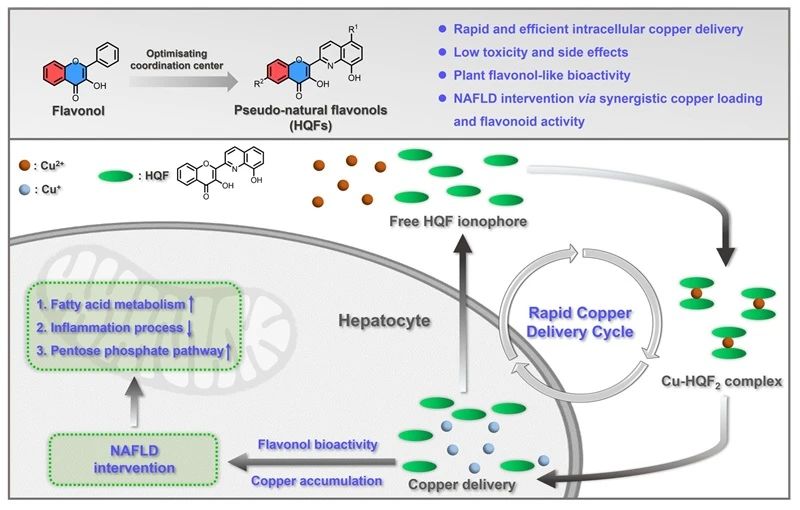 JMC：黄酮醇类铜载体开发及脂肪肝干预的生物应用